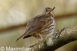 thrush_2023_02.JPG thrush_2023_02.JPG