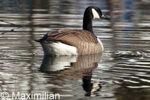 Canada_goose_2023_01.JPG Canada_goose_2023_01.JPG