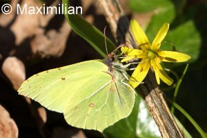 brimstone_2023_02.JPG