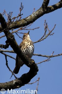 thrush_2023_04.JPG