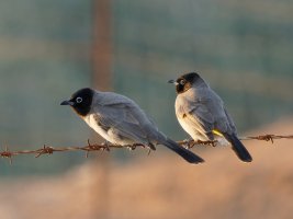 3R3A4811-DxO_spectacled_bulbuls.jpg