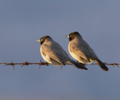 309A0310-DxO_white_spectacled_bulbuls.jpg