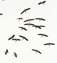 309A0109-DxO_white_storks_circling_crop-te.jpeg