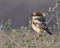 309A0325-DxO_Woodchat_shrike-te.jpeg