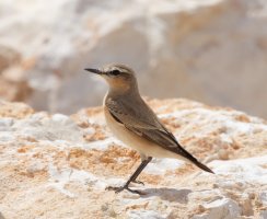 309A0187-DxO_isabelline_wheatear.jpg
