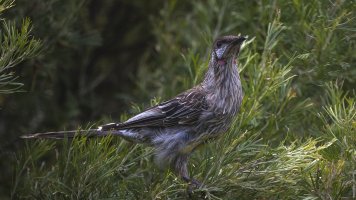 2022_01_16 Wattlebird in Tree 1.jpg