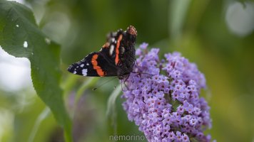 tiled admiral_02.jpg