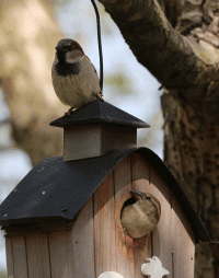 230330 house sparrows.gif