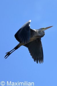 heron_BIF2023_01.JPG