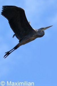 heron_BIF2023_02.JPG