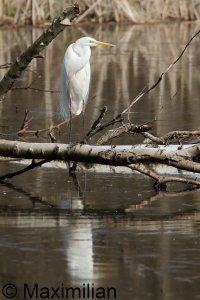 egret_2023_01.JPG