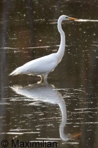 egret_2023_02.JPG