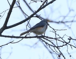 5D3_7278 ps3 fix-topaz-enhance - Copy.jpg