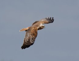 3R3A6188-DxO_Marsh_harrier_flying-ls-Sm.jpg