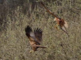 309A2938-DxO_marsh_harriers_nest_building-ls-Sm.jpg