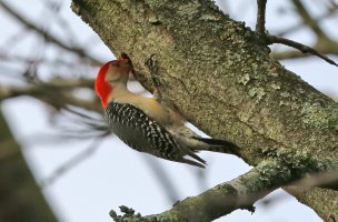 5D3_7396 ps3 fix-SharpenAI-Standard - Copy.jpg