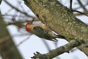 5D3_7397 ps3 fix-SharpenAI-Standard - Copy.jpg