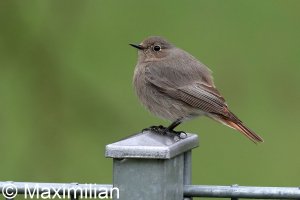 redstart_c_2023_01.JPG