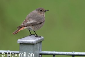 redstart_c_2023_02.JPG