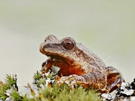 L&R's Wood Frog (Lithobates sylvaticus or Rana sylvatica) 5914, 5915 resized.JPG