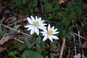 Bloodroot (Sanguinaria canadensis), Chessie Trail, 6137 resized.JPG