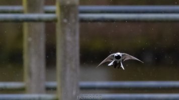 white wagtail in flight.jpg