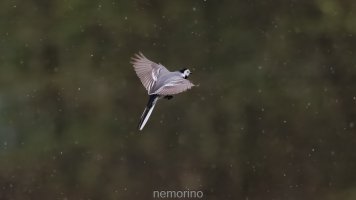 white wagtail in flight_02.jpg