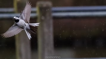 white wagtail in flight_04.jpg