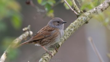 dunnock_02.jpg