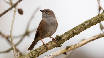 dunnock.jpg