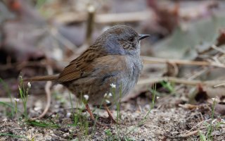 dunnock_03.jpg