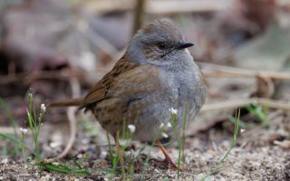 dunnock_04.jpg