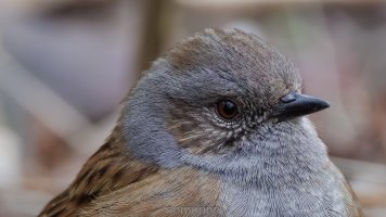 dunnock_05.jpg