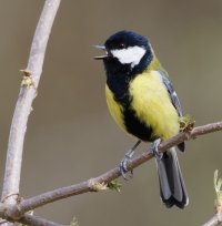 3R3A6297-DxO_Great_tit-te.jpeg
