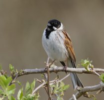 3R3A6285-DxO_Reed_Bunting-te.jpeg