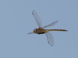 309A2182-DxO_dragonfly_flying.jpg