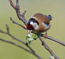 3R3A6496-DxO_Goldfinch_biting_bud-ls-sm1SH.jpg