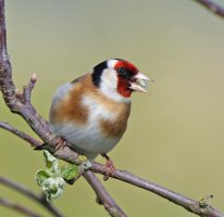 3R3A6497-DxO_Goldfinch+bud_in_mouth_SH.jpg