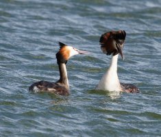 3R3A6484-DxO_Great_Crested_Grebe.jpg