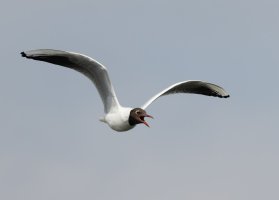 309A3325-DxO_Blackheaded_Gull_flying-ts.jpeg