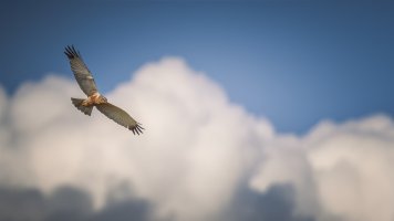 HB 20230411_51A8480_DxO-Bearbeitet.JPG