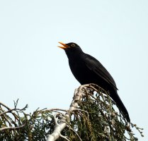 309A3375-DxO_Blackbird_singing_on_our_tree_Aut.jpg