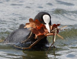 309A3423-DxO_Coot_Nest_Building_vcrop-te.jpeg
