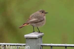 redstart_c_2023_03.JPG