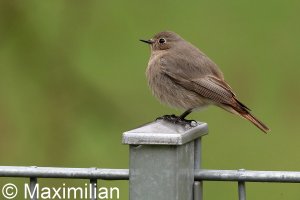 redstart_c_2023_04.JPG
