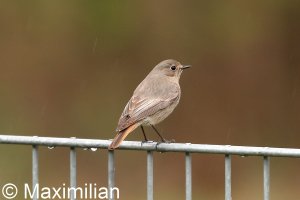 redstart_c_2023_05.JPG