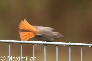 redstart_c_2023_06.JPG