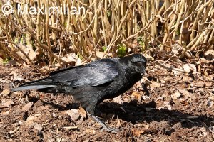 crow_2023_01.JPG