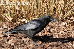 crow_2023_02.JPG