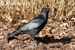 crow_2023_03.JPG